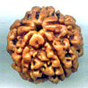 Five Mukhi From Nepal