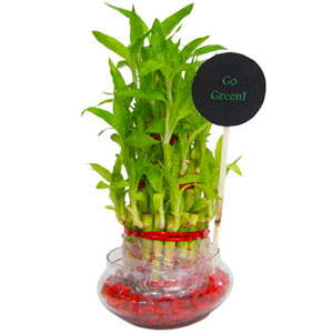 Good Luck Plant 3 layers